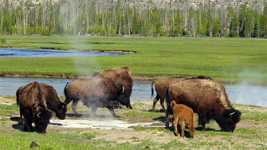 Bison near a hot spring in Yellowstone. Photo: Daniel Mayer / Wikimedia Commons (CC BY-SA 3.0).